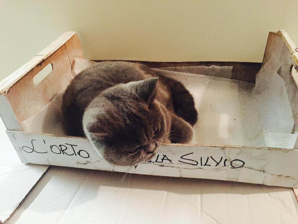 Villa Silvio 奇维塔诺瓦阿尔塔 客房 照片